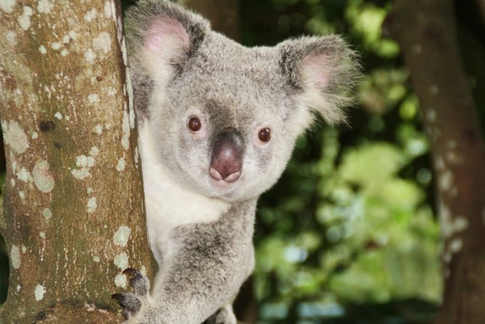 澳洲動物園介紹 澳洲動物園介紹