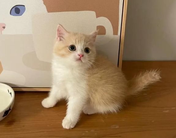 幼貓照顧​