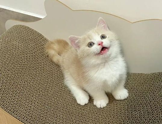 幼貓飼料