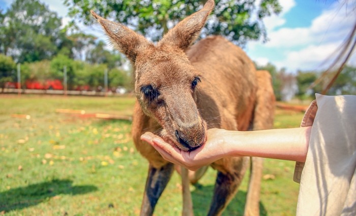 澳洲動物園門票 澳洲動物園門票