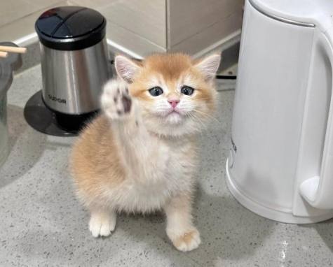 幼貓飼料 幼貓飼料