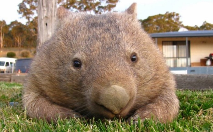 澳洲的本土動物有哪些 澳洲的本土動物有哪些
