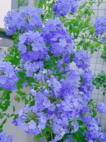 陽台植物