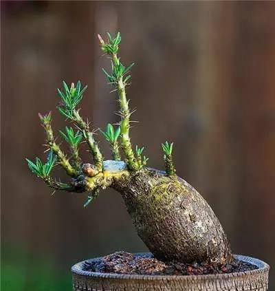 塊根植物