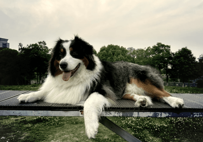 澳洲牧羊犬性格特徵 澳洲牧羊犬性格特徵