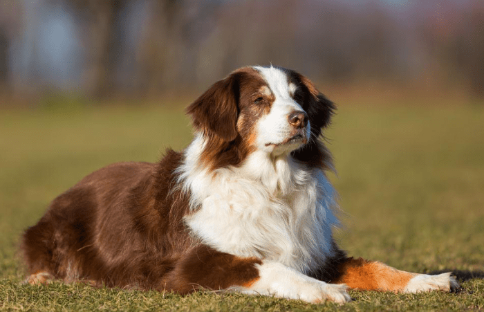 澳洲牧羊犬價格 澳洲牧羊犬價格