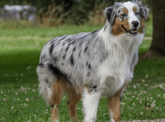 澳洲牧羊犬 澳洲牧羊犬