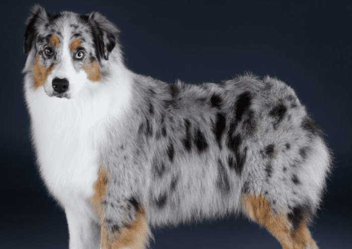 澳洲牧羊犬毛色特徵 澳洲牧羊犬毛色特徵