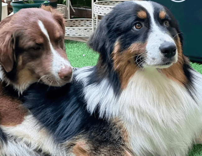 澳洲牧羊犬種類 澳洲牧羊犬種類