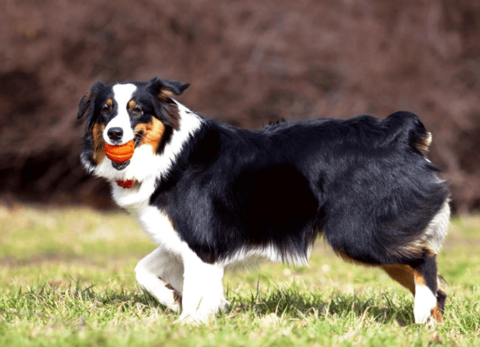 澳洲牧羊犬形態特徵 澳洲牧羊犬形態特徵